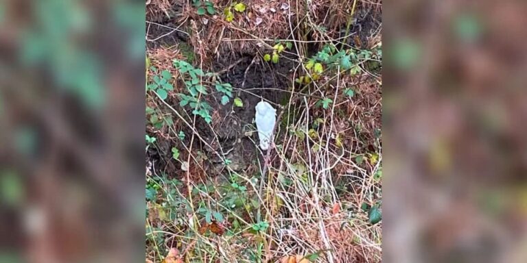 Kids walking home spot a white blob in the woods