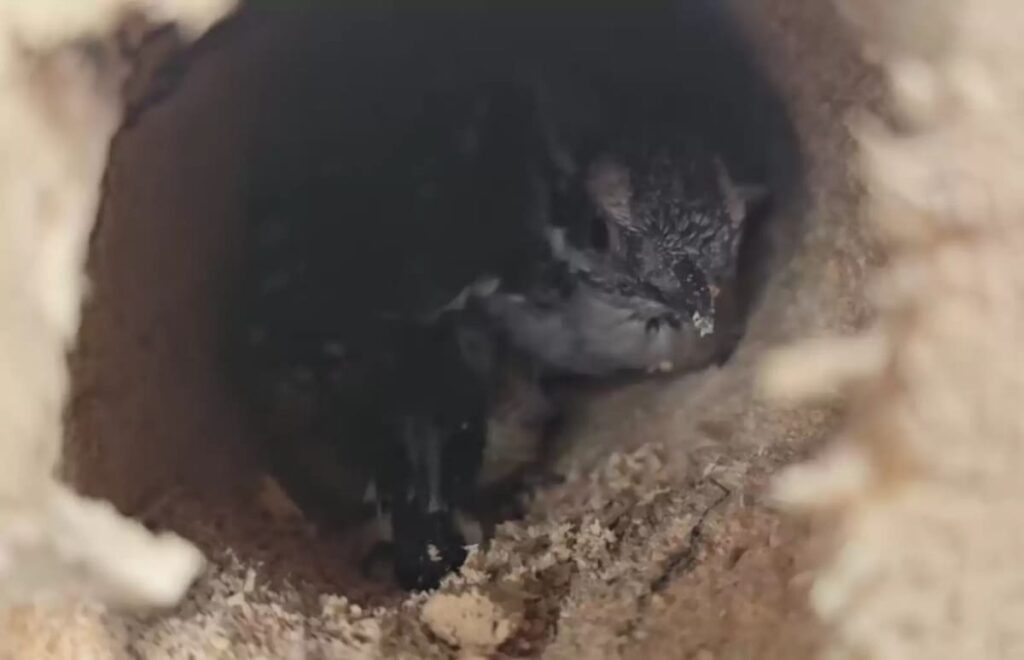 Mysterious Log on the Porch