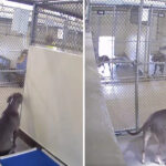 Shelter dog spends a year watching people walk past her kennel