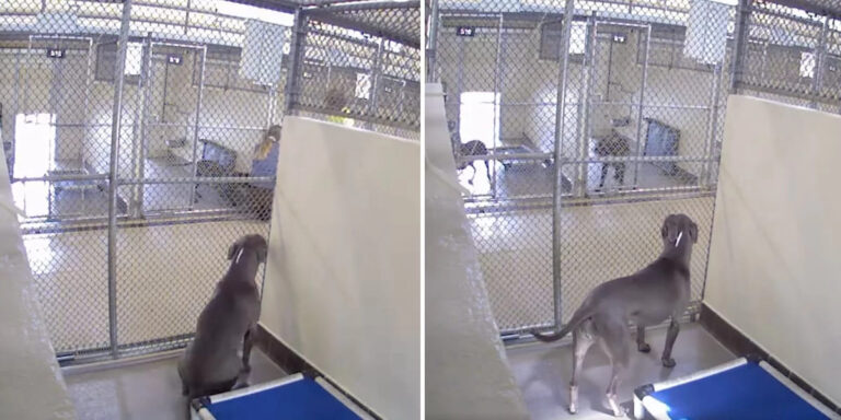 Shelter dog spends a year watching people walk past her kennel