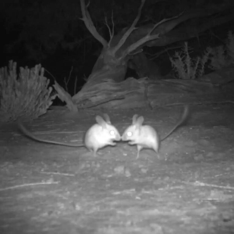 Strange mice appear on trail cameras