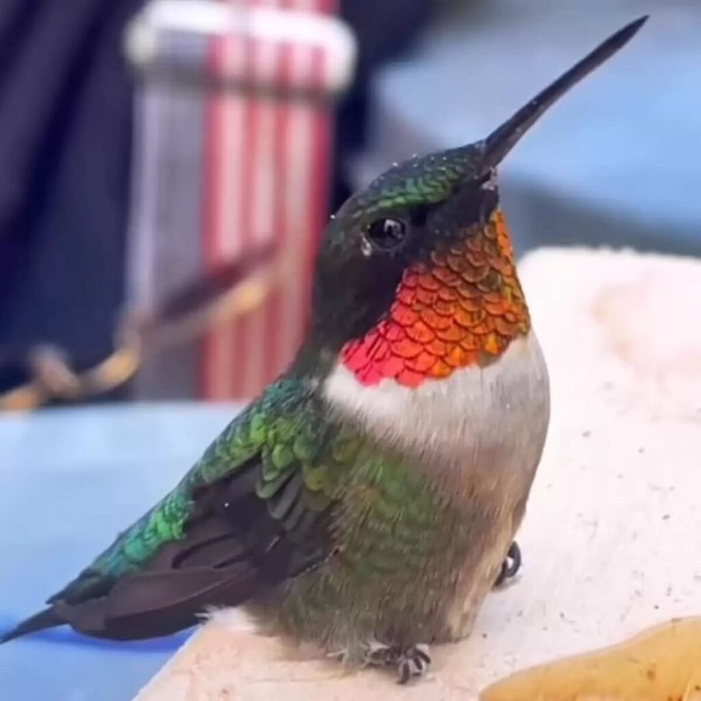 Tiny hummingbird