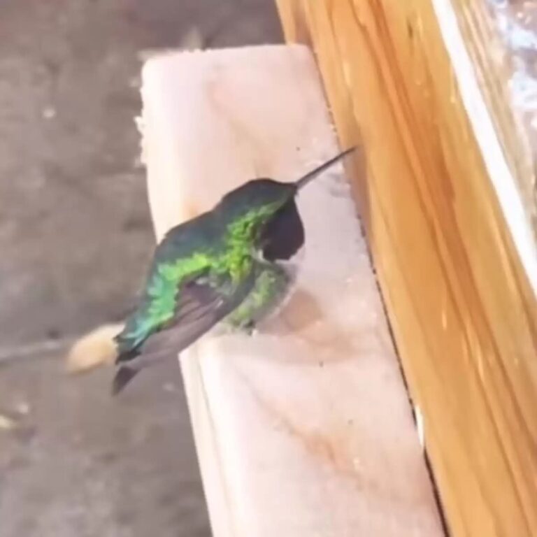 Tiny hummingbird flies into a woman’s workshop