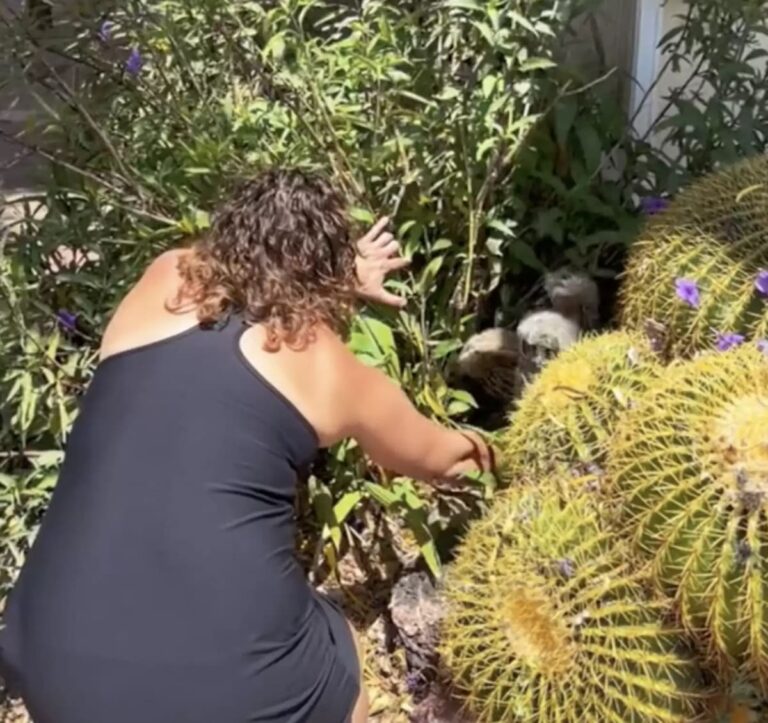 Woman finds a fluffy baby behind a cactus