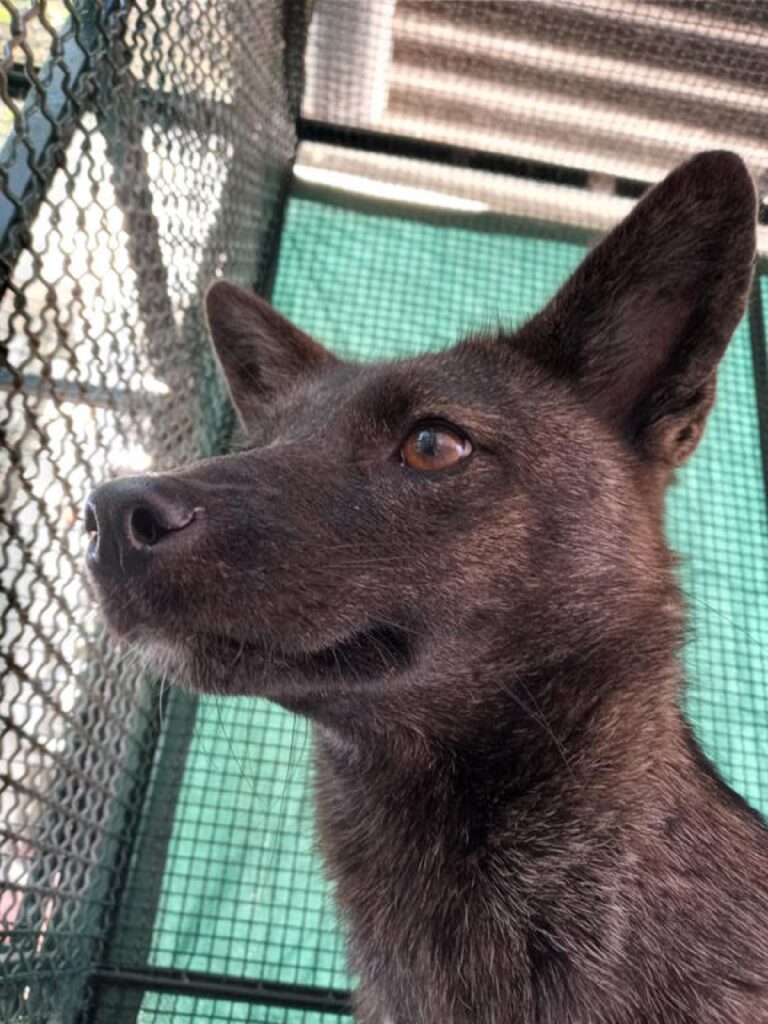 a Dog-Fox Hybrid