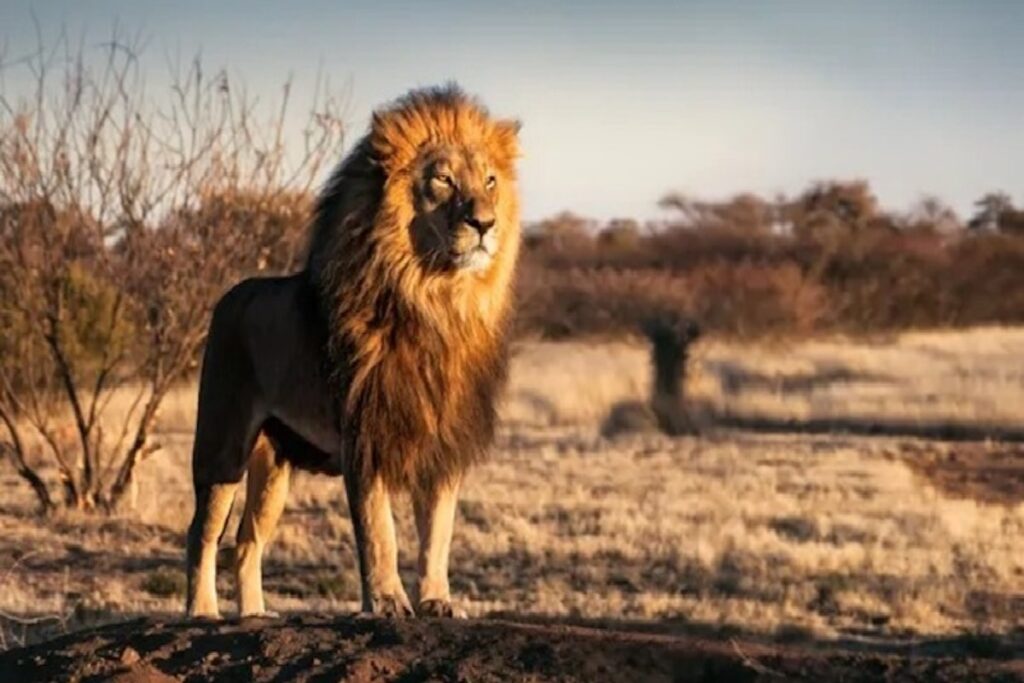 a giant lion