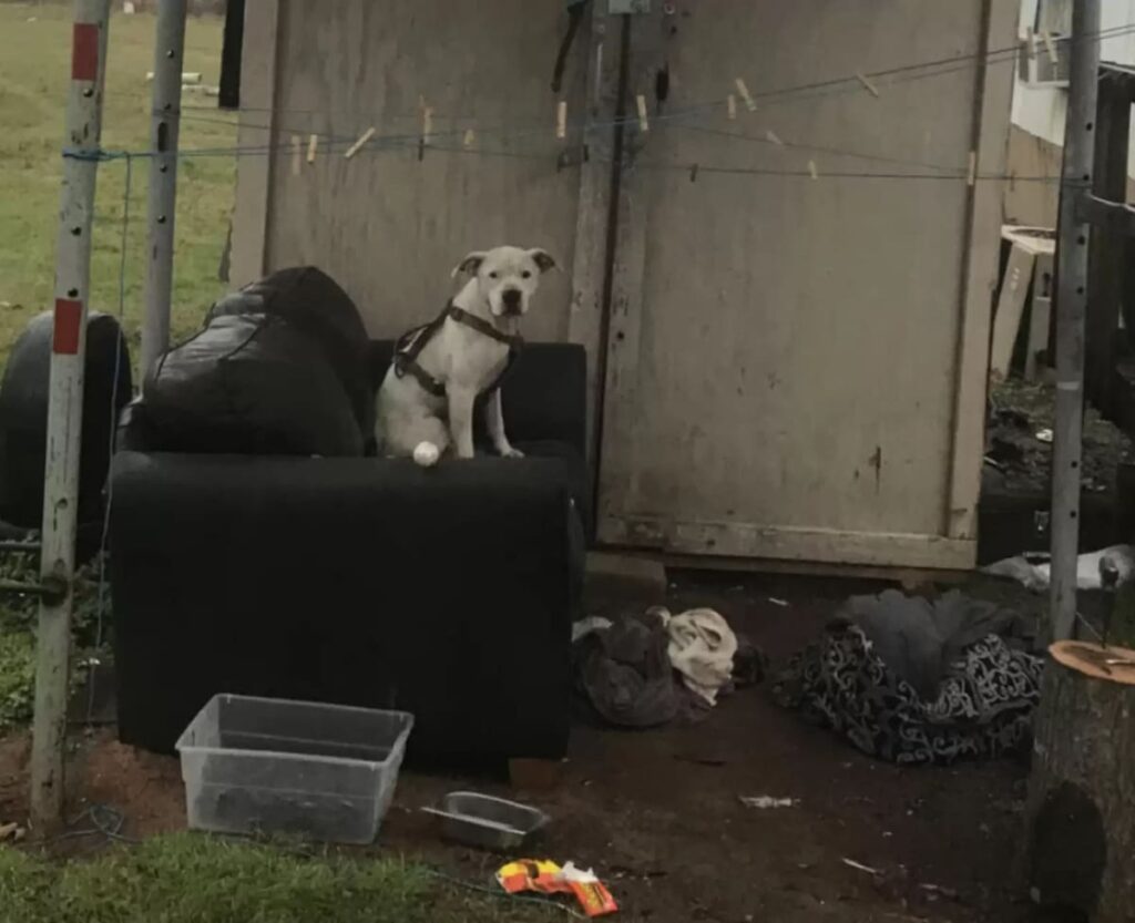 abandoned dog waiting in the rain for its family to return 1