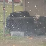 abandoned dog waiting in the rain for its family to return