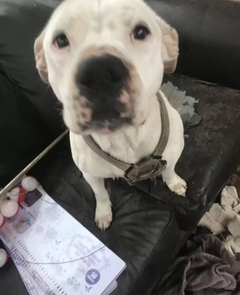 abandoned dog waiting in the rain for its family to return 2