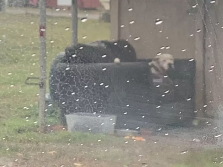 abandoned dog waiting in the rain for its family to return