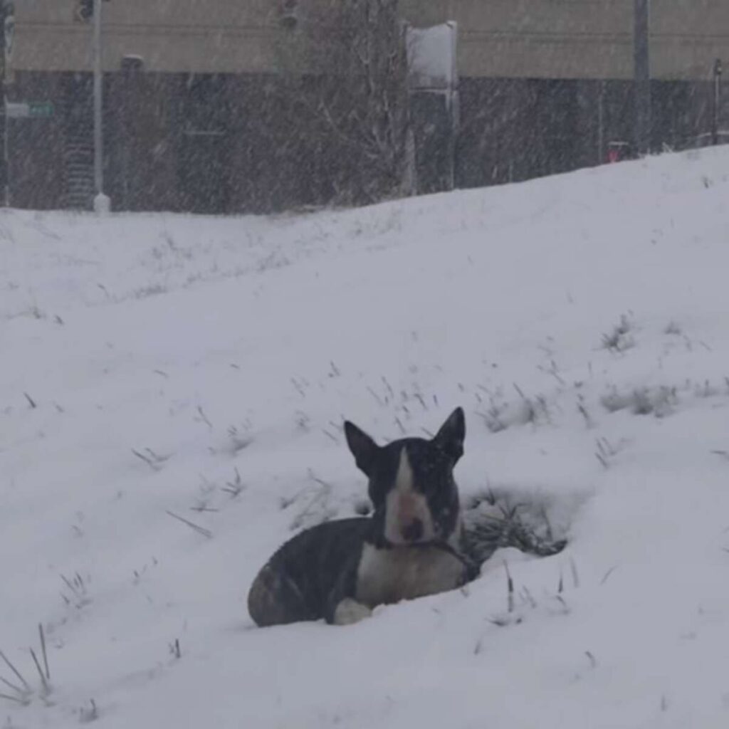 Abandoned Dog Waiting for a Kind Soul to Notice Him