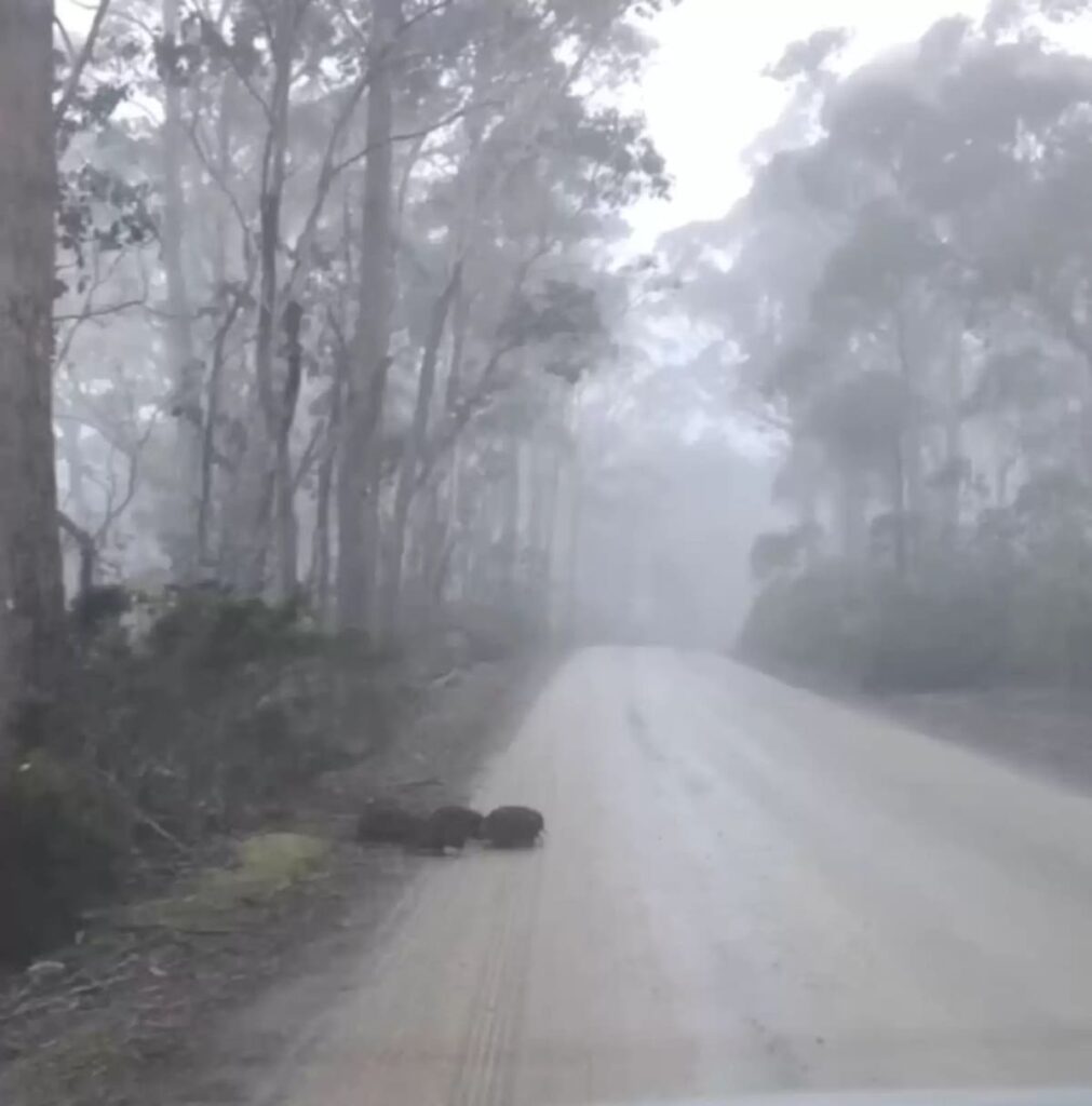 Animals Emerges From the Fog