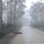 Group of Animals Emerges From the Fog