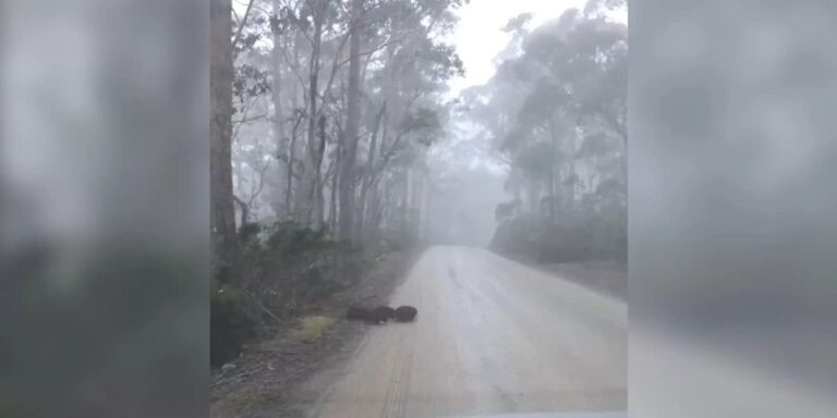 Group of Animals Emerges From the Fog