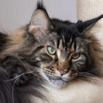 Living With a Maine Coon