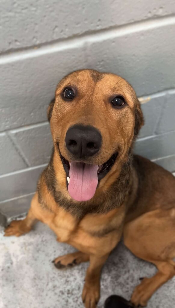 Longtime Shelter Dog Refuses to Leave