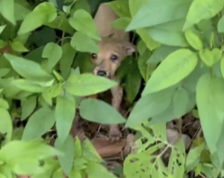 Man Rescues One Dog