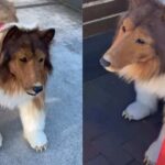 Man Spends Over 14,000 to Transform Into a Dog