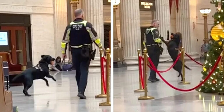 Police Dog Receives a Gift