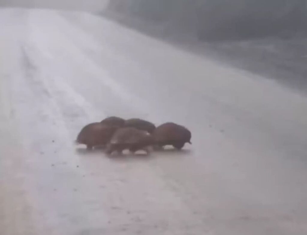 Rare Group of Animals Emerges From the Fog