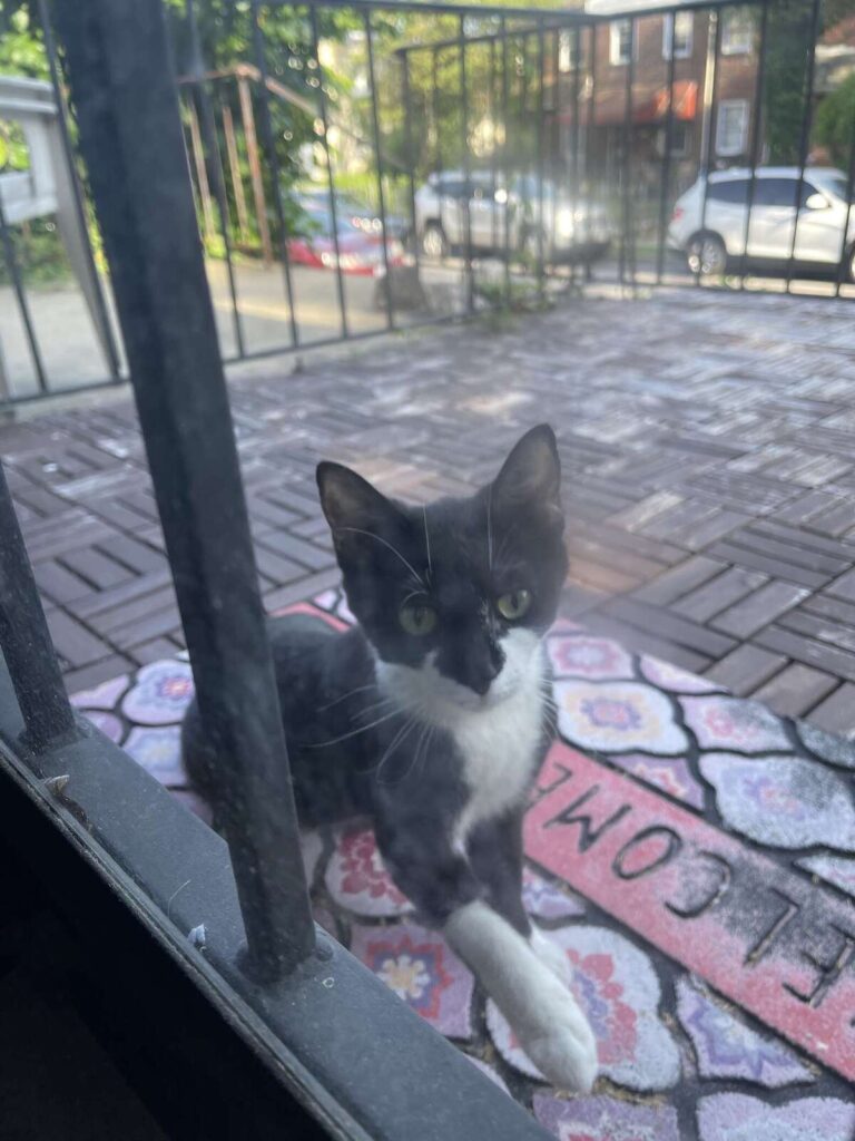 Stray Cat Carries Her New Babies One