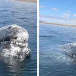 Whale approaches boat captain asking for a helpful favor