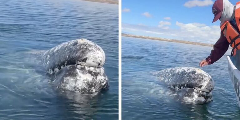 Whale approaches boat captain asking for a helpful favor