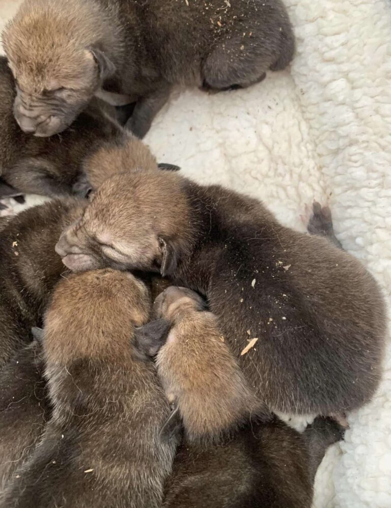 Woman Rushes To Rescue Litter of Puppies