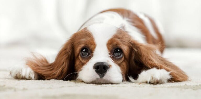 5 Quiet Dog Breeds