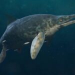 giant marine reptile