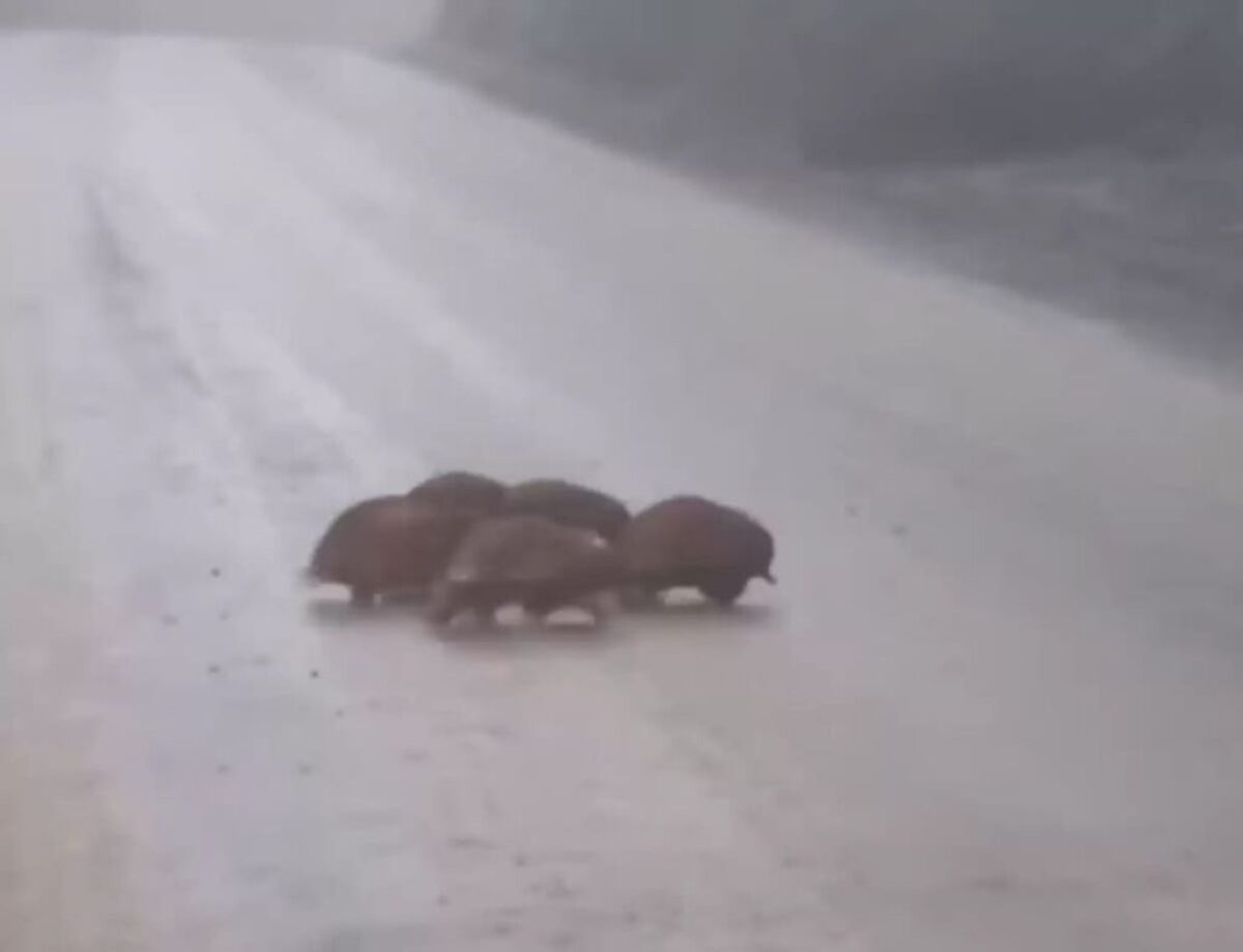 Animals Emerges from the Fog