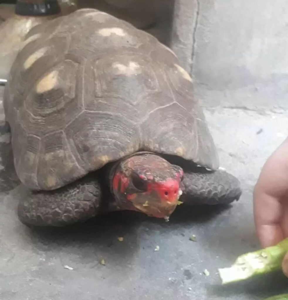 Family Pet Tortoise