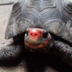 Family Pet Tortoise Missing for 30 Years