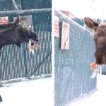 Man Sees a Moose by a Dumpster