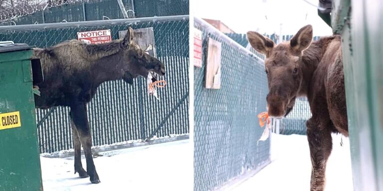 Man Sees a Moose by a Dumpster