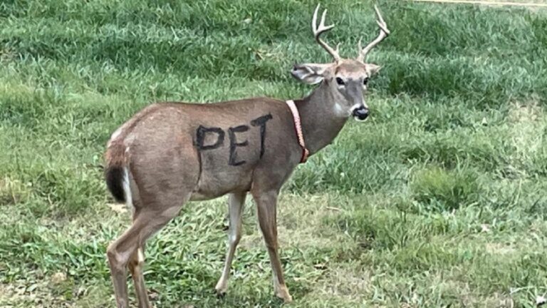 Man finds a deer