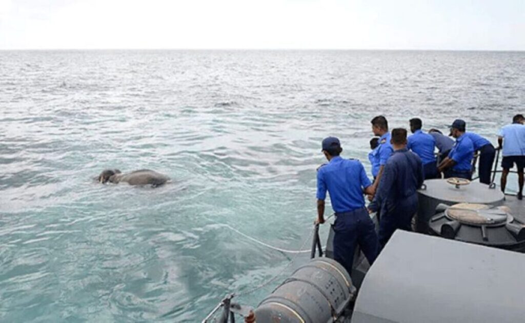 Marines Jump Overboard After Spotting Something Unbelievable in the Water