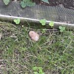 Rescuers Walk By Strange Mushroom