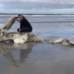 Shocking Video Shows Three Orcas Attack and Devour a Great White Shark in South Africa