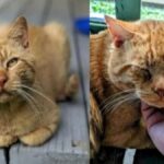 Stray Cat Escapes Foster Home