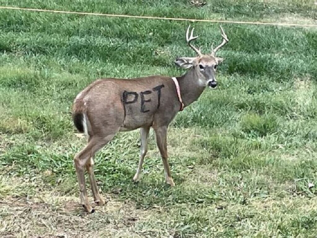 The Concern for the Deer’s Well-being (1)