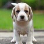 These 10 Dog Breeds