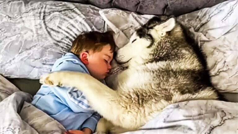 This Dog Sleeps by a Young Boy