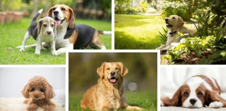 Top 5 Easiest Dog Breeds