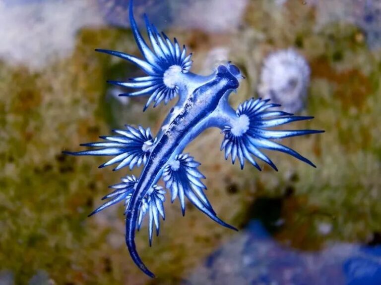 a blue dragon