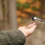 feeding birds