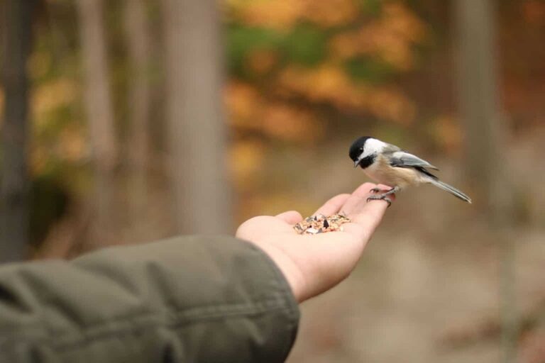 feeding birds