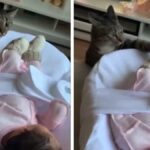 his cat’s reaction to meeting a baby