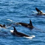 orcas carry dead salmon