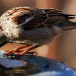 prevent your birdbath